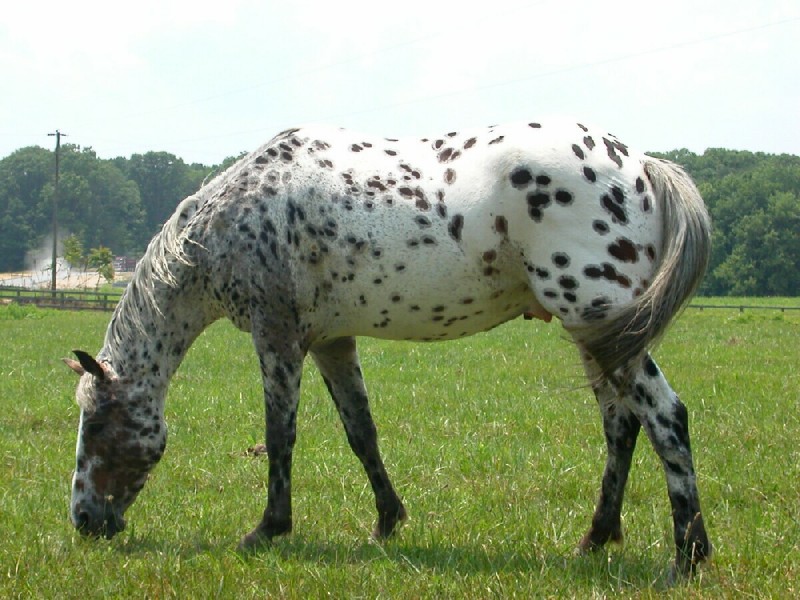 17596-800
